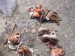 汐見埠頭　探り釣りでタコ7ハイ　朝５時半～９時迄の釣行