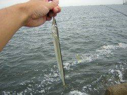 助松埠頭でサヨリの釣果