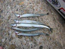 助松埠頭でサヨリの釣果