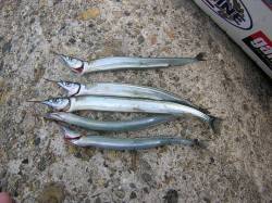 助松埠頭でサヨリの釣果