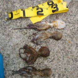 北公園でエビのタコジグでタコを狙う！