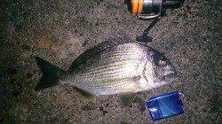 堺・一本松漁港　夜のフカセ釣りでヘダイ＆コロダイ