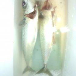 舞子でカゴ釣り、23時くらいまポツポツ釣れていました