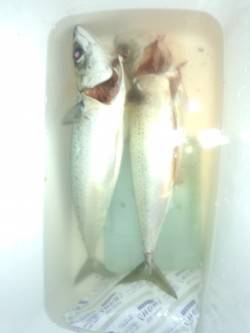 舞子でカゴ釣り、23時くらいまポツポツ釣れ…