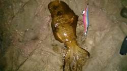 衣奈漁港　ナイトエギングでアオリイカ1.2…