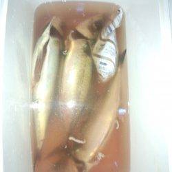 舞子でカゴ釣り、23時くらいまポツポツ釣れていました