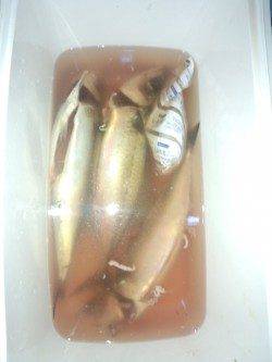 舞子でカゴ釣り、23時くらいまポツポツ釣れていました