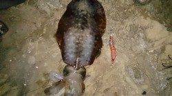 衣奈漁港　ナイトエギングでアオリイカ1.2kg＆300g☆