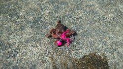 神戸７防　オクトパッシングでマダコ4ハイ☆専門に狙うと数まだ期待できる