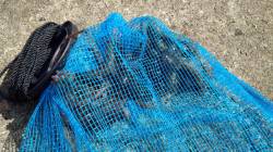 神戸７防　オクトパッシングでマダコ4ハイ☆…