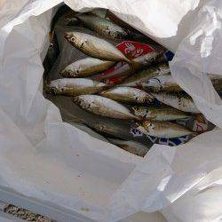 泉佐野　早朝からのサビキ釣りで豆アジの時合い　サビキにベラもヒット！