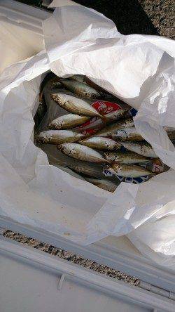 泉佐野　早朝からのサビキ釣りで豆アジの時合い　サビキにベラもヒット！