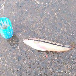 泉佐野　早朝からのサビキ釣りで豆アジの時合い　サビキにベラもヒット！