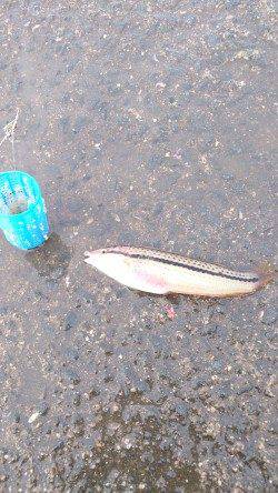 泉佐野　早朝からのサビキ釣りで豆アジの時合い　サビキにベラもヒット！