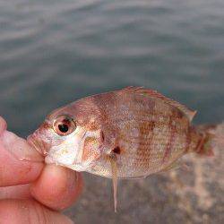 泉佐野　早朝からのサビキ釣りでアジ・サバ　タコも狙い目