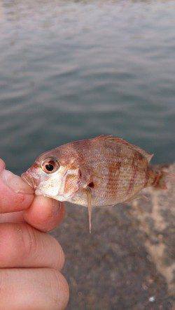 泉佐野　早朝からのサビキ釣りでアジ・サバ　タコも狙い目
