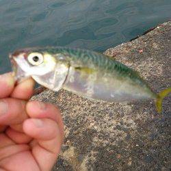 泉佐野　早朝からのサビキ釣りでアジ・サバ　タコも狙い目
