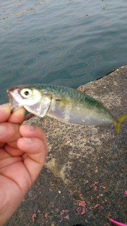 泉佐野　早朝からのサビキ釣りでアジ・サバ　タコも狙い目