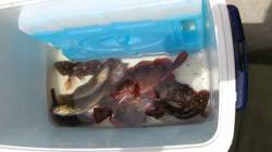 本荘人口島　穴釣りでガシラ10匹ゲット☆　…