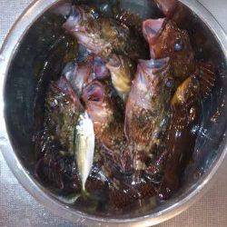 本荘人口島　穴釣りでガシラ10匹ゲット☆　サビキはアジ1尾のみ