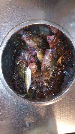 本荘人口島　穴釣りでガシラ10匹ゲット☆　サビキはアジ1尾のみ