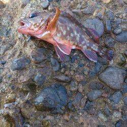 本荘人口島　探り釣りでガシラ10匹　3時間での釣果