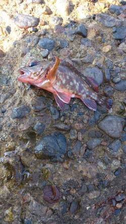 本荘人口島　探り釣りでガシラ10匹　3時間…
