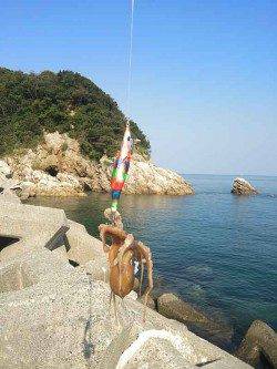 衣奈漁港　エギングでヒットしたのはタコ＆カマス