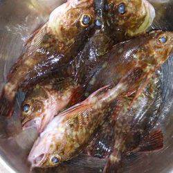 本荘人口島　探り釣りでガシラ10匹　3時間での釣果