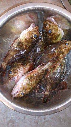 本荘人口島　探り釣りでガシラ10匹　3時間での釣果