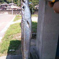 衣奈漁港　エギングでヒットしたのはタコ＆カマス