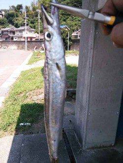 衣奈漁港　エギングでヒットしたのはタコ＆カマス