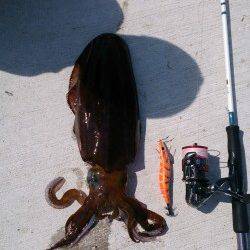 和歌山を北上しながらエギング、移動後一投目でアオリゲット！