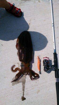 和歌山を北上しながらエギング、移動後一投目でアオリゲット！