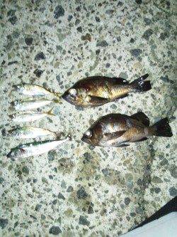 炬口でアジング、ボトムまで沈めてデッドスローでヒット