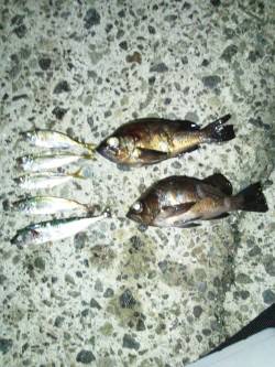 炬口でアジング、ボトムまで沈めてデッドスロ…