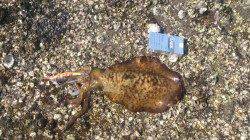 目良漁港　エギングでオアリイカ790g＆635g！