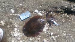 目良漁港　エギングでオアリイカ790g＆6…