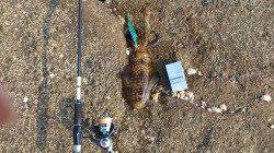 目良漁港　昼からの上げ潮狙いのエギングでアオリイカ480g