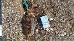 目良漁港　昼からの上げ潮狙いのエギングでアオリイカ480g