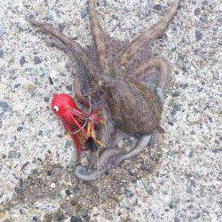 舞洲　タコジグ3連結でタコ〜300g11パイ