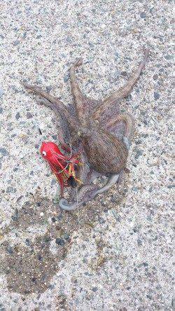 舞洲　タコジグ3連結でタコ〜300g11パイ