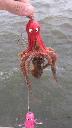 舞洲　タコジグ3連結でタコ〜300g11パイ