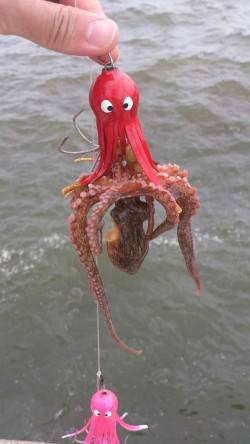 舞洲　タコジグ3連結でタコ〜300g11パ…