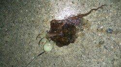 舞洲で夜のタコ調査