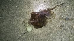 舞洲で夜のタコ調査