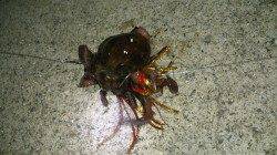 舞洲で夜のタコ調査