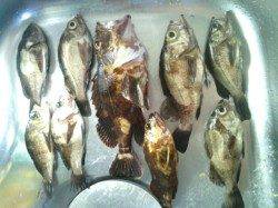 淡輪でメバリング、１２時頃から時合いがありました