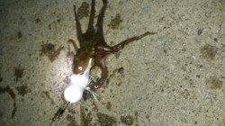 南港付近へタコ調査