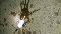 南港付近へタコ調査